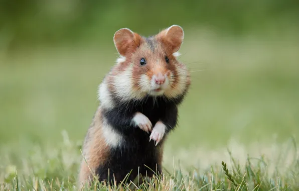 Grass, hamster, stand, bokeh, rodent