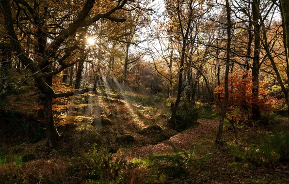 Picture forest, trees, the rays of the sun