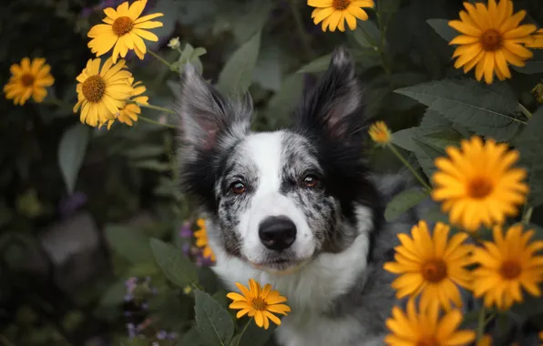 Summer, look, face, leaves, flowers, yellow, nature, background