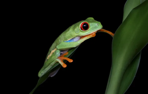 Look, leaves, pose, frog, stem, black background, green, wood