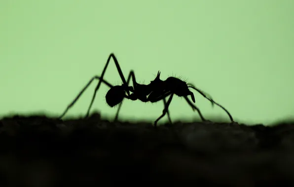 Picture nature, silhouette, ants, insect