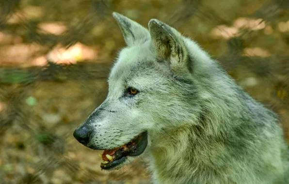 Nature, snow, predator, face, animal, wolf, wolves, wildlife