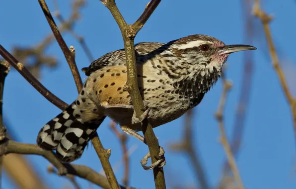 Branches, bird, beak, tail, ordinary cactus Wren
