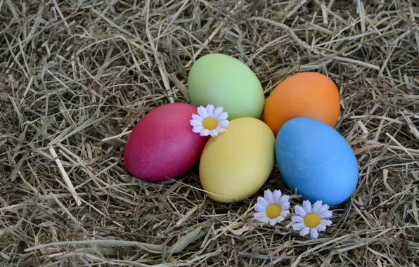 Picture flowers, holiday, eggs, Daisy, Easter, hay