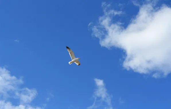 Picture the sky, freedom, flight, bird