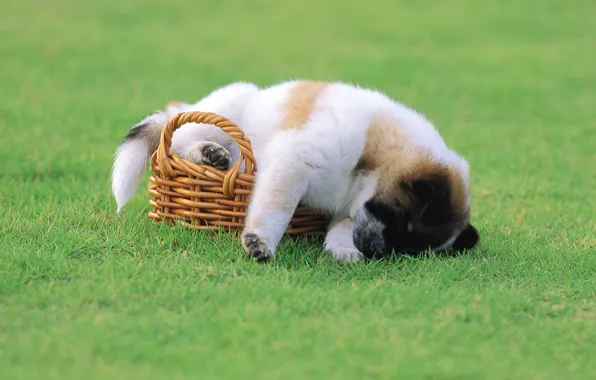 Picture grass, basket, puppy