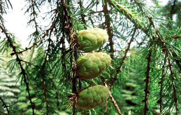 Macro, spruce, Bumps, larch