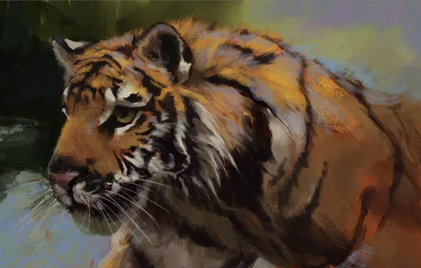 Look, face, tiger, beast, tiger