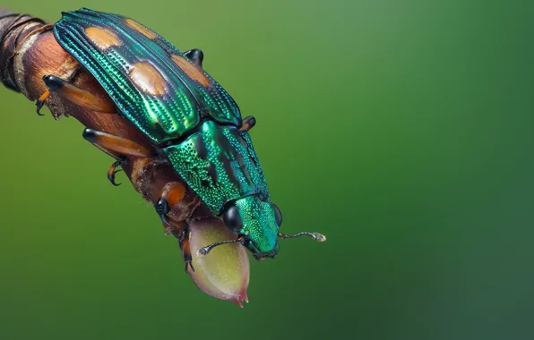 Macro, green, beetle, branch, insect, green background, beautiful, spotted