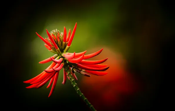Picture flower, light, red, background