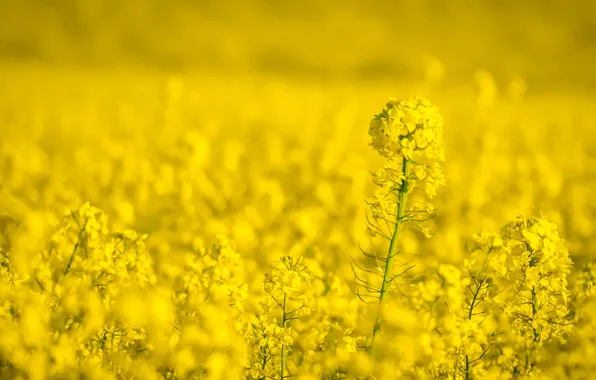 Picture field, flowers, nature, yellow, field