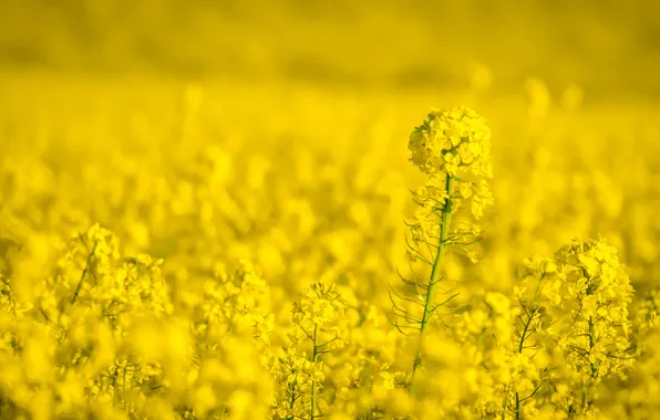 Field, flowers, nature, yellow, field