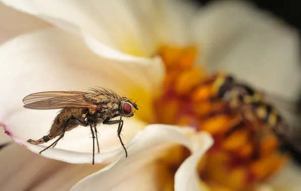 Flowers, fly, petals