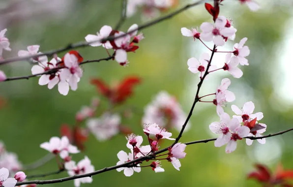 Flowers, nature, branch, spring