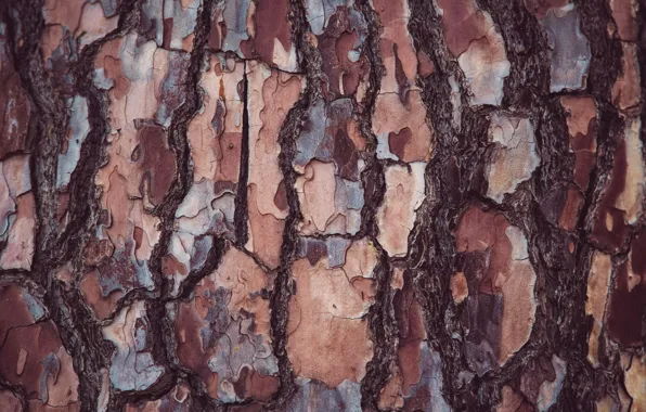 Picture tree, texture, bark