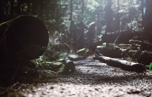 Trees, trail, path, Forest, logs