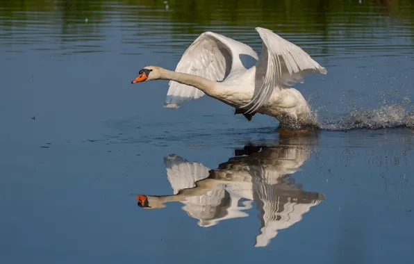 Picture white, water, light, squirt, lake, pond, reflection, river