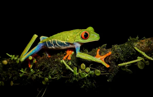 Picture branches, pose, plant, moss, frog, black background, red-eyed tree frog