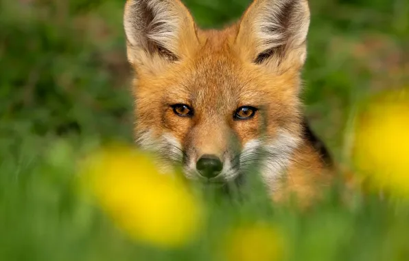 Look, portrait, Fox, red, face, Fox