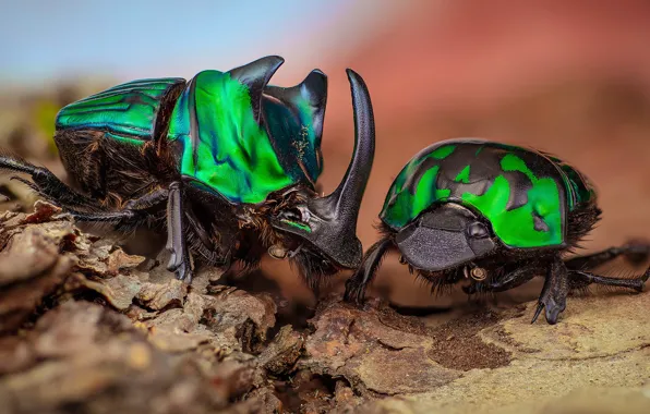 Macro, insects, background, green, pair, bugs, bark, a couple