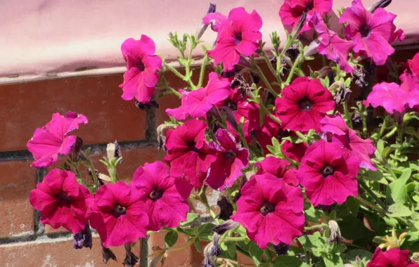 Flowers, Sunny, flowerbed, raspberry, Petunia, petunias, Mamala ©, summer 2018