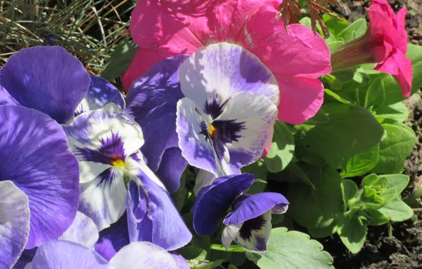 Flowers, Pansy, flowerbed, Petunia, April, spring 2018, Mamala ©