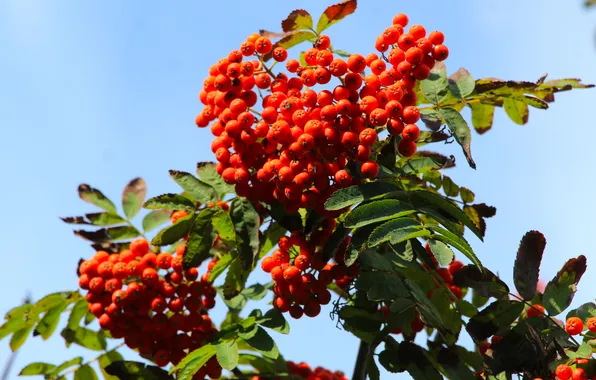 Fruit, twig, mountain ash, nyc