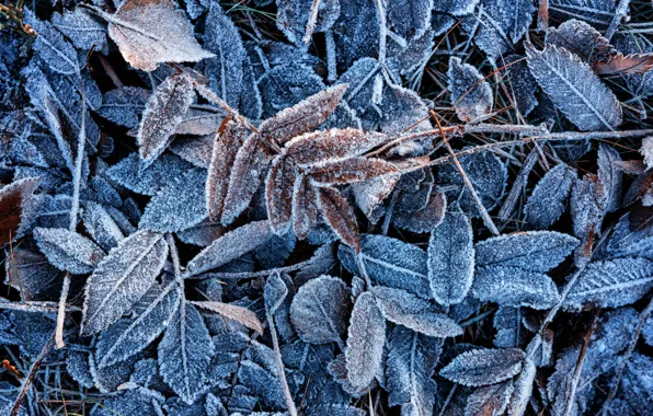 Frost, autumn, foliage, October, frost
