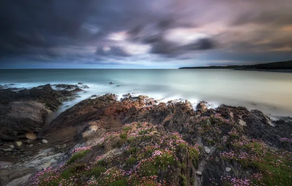 Sea, flowers, rocks, coast