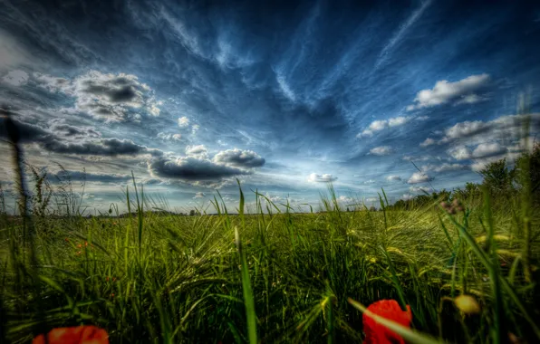 Field, grass, macro, flowers, nature, landscapes, field, Maki