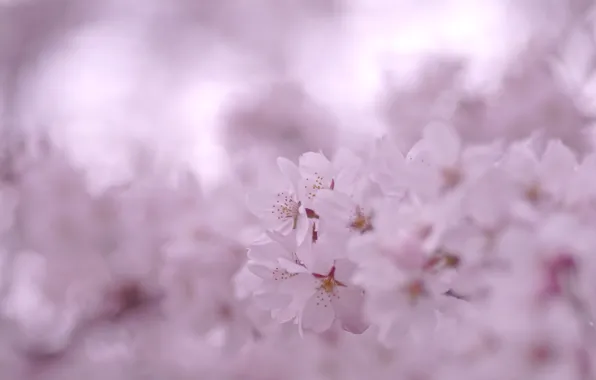 Picture macro, flowers, pink, branch, color, spring, petals, blur