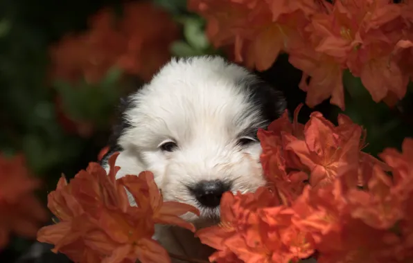 Flowers, dog, muzzle, puppy, Bobtail