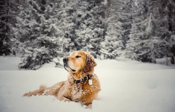 Picture winter, nature, dog