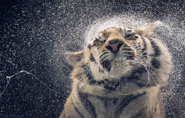Picture WATER, DROPS, TIGER, FACE, SQUIRT, DROOL