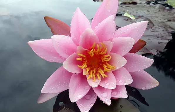 Picture flower, water, drops, Lily