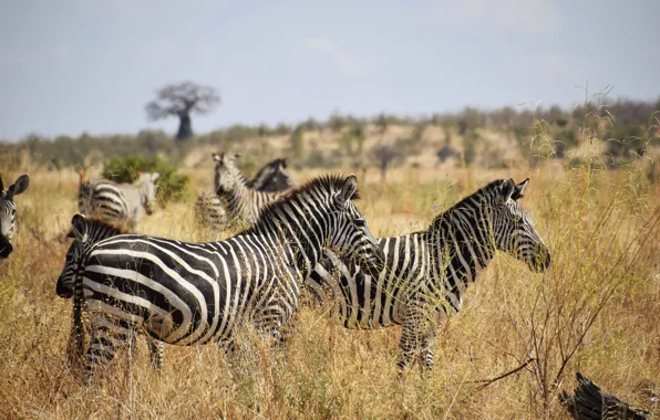 Zebra, Africa, savanna