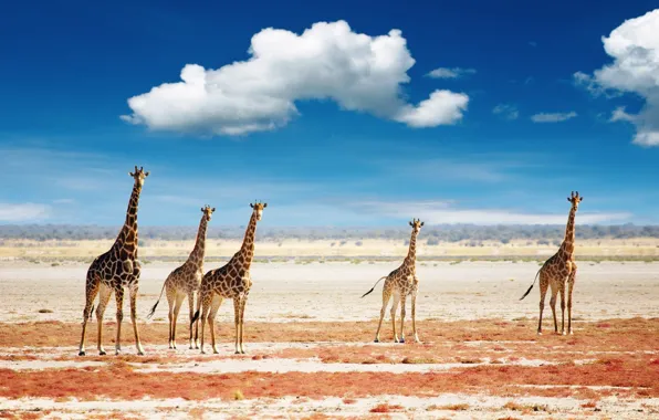 Picture the sky, clouds, giraffes