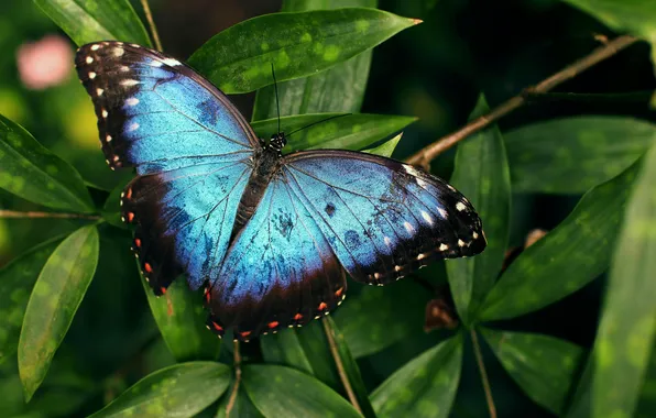 Leaves, microsemi, wings, Butterfly, insect, beautiful, closeup