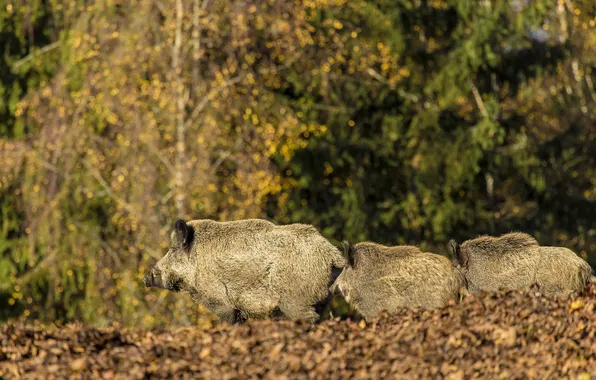 Forest, nature, boars