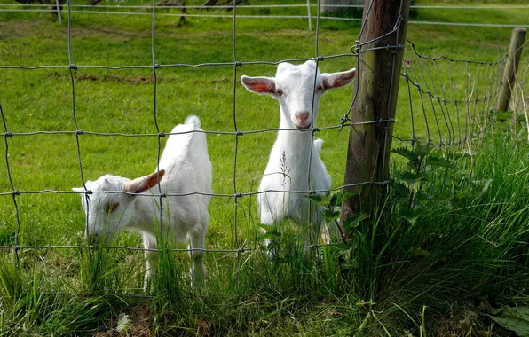 Grass, the fence, goats