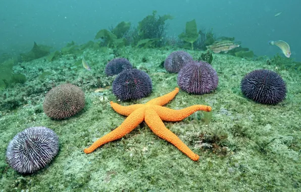 Water, the bottom, starfish, sea urchins