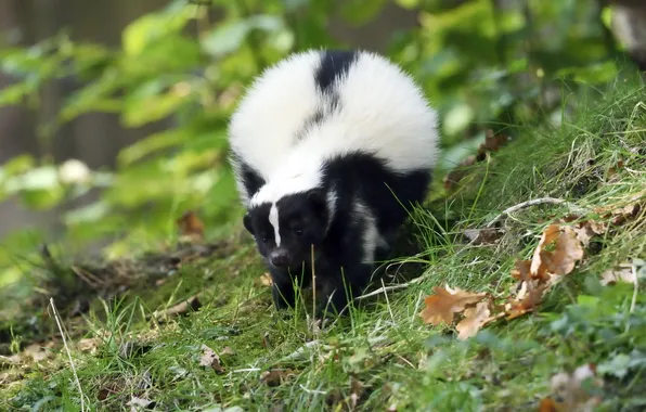 Grass, leaves, skunk