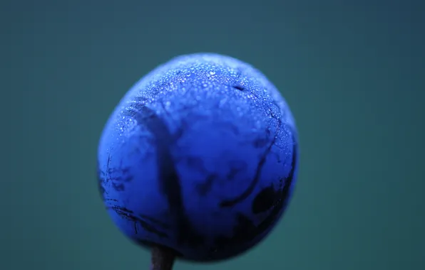 Macro, blue, fog, Rosa, food, blueberries, berry, cool