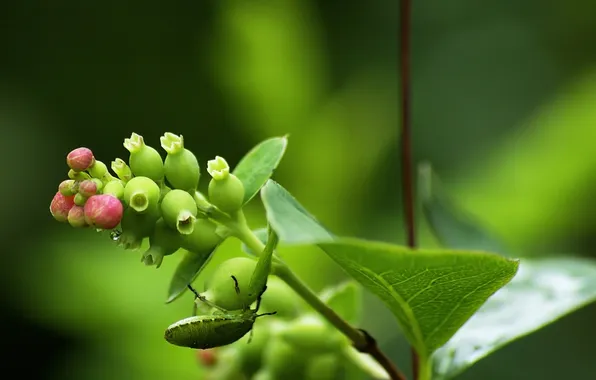 Picture BACKGROUND, GREEN, LEAVES, INSECT, PLANT, STEM, BERRIES, The FRUIT