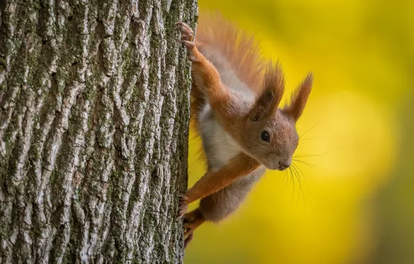 Look, nature, pose, tree, legs, protein, red, bark