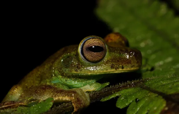 Look, leaves, macro, eyes, Shine, frog, portrait, the pupil