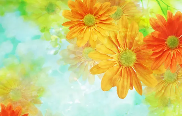 Flowers, background, Wallpaper, light
