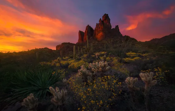 Sunset, mountains, rocks, cacti