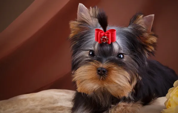 Picture girl, puppy, bow, Yorkshire Terrier