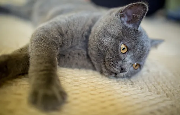 Cat, cat, look, pose, kitty, grey, blanket, lies